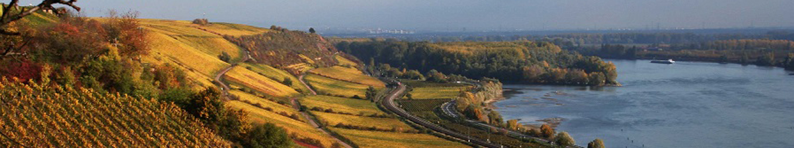 Blick oberhalb von Weinbergen auf den Rhein © Dienstleistungszentren Ländlicher Raum